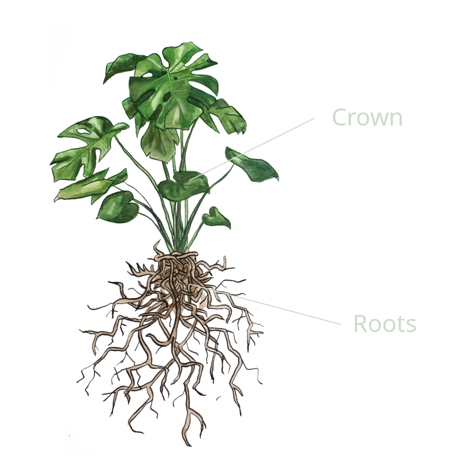 Roots Shoot ratio