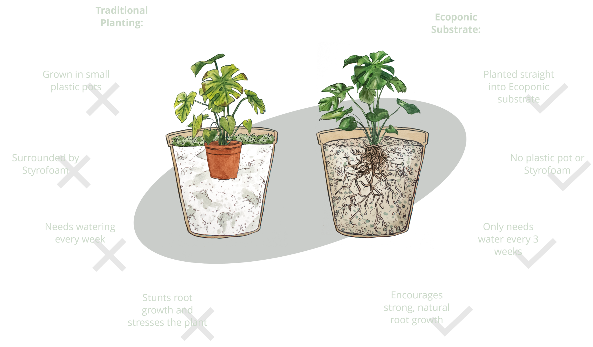 Traditional v Ecoponic