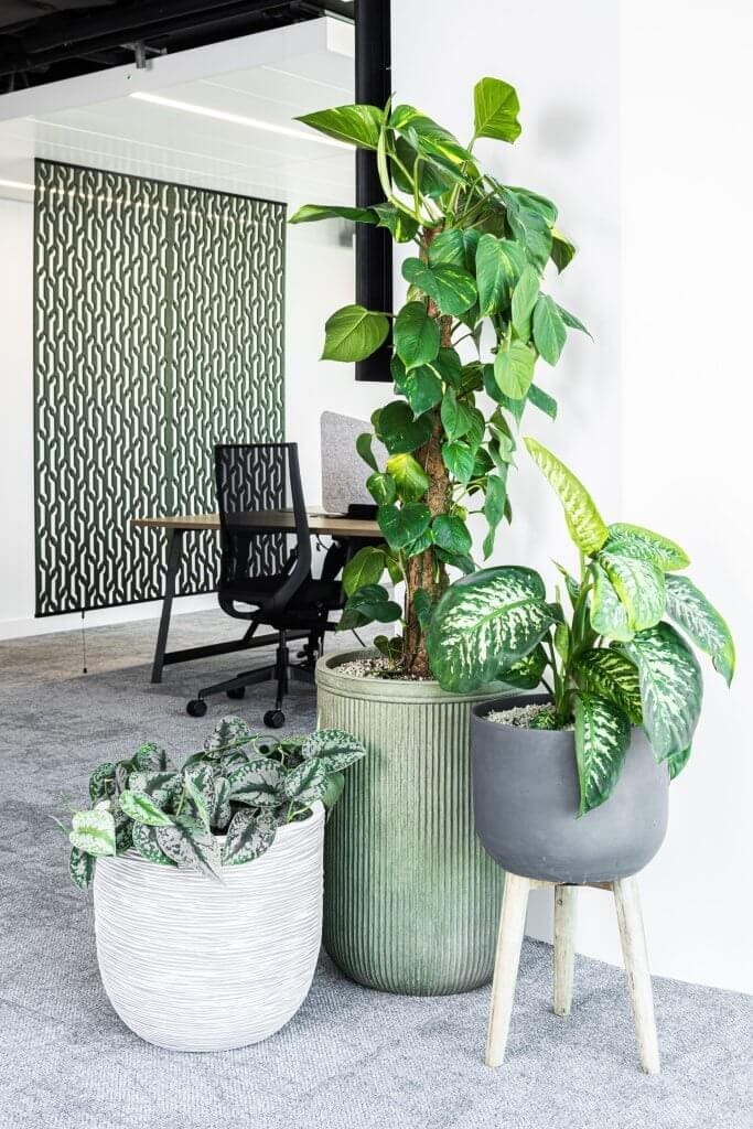 Endava 5 Planting and pots at Endava, London by Planteria