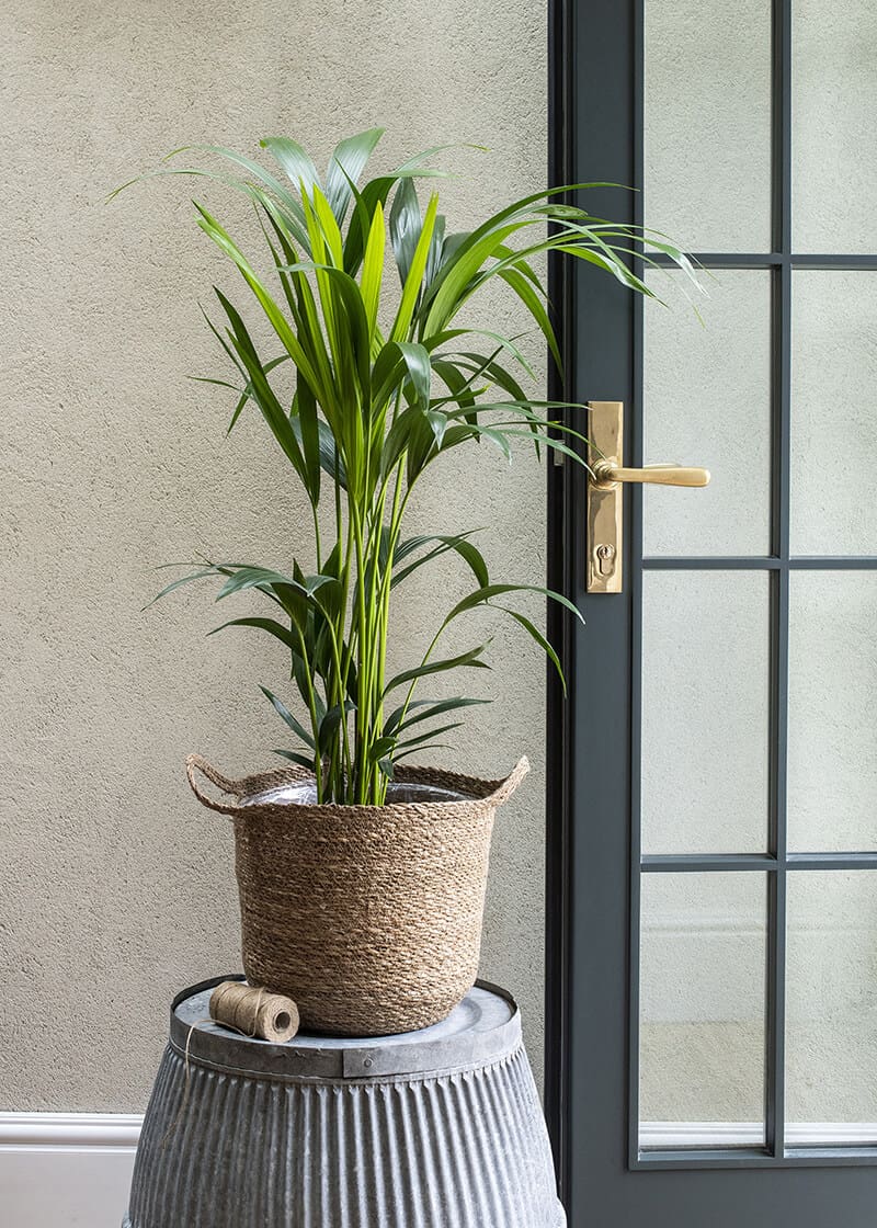 Howea Forsteriana Kentia Palm | Planteria