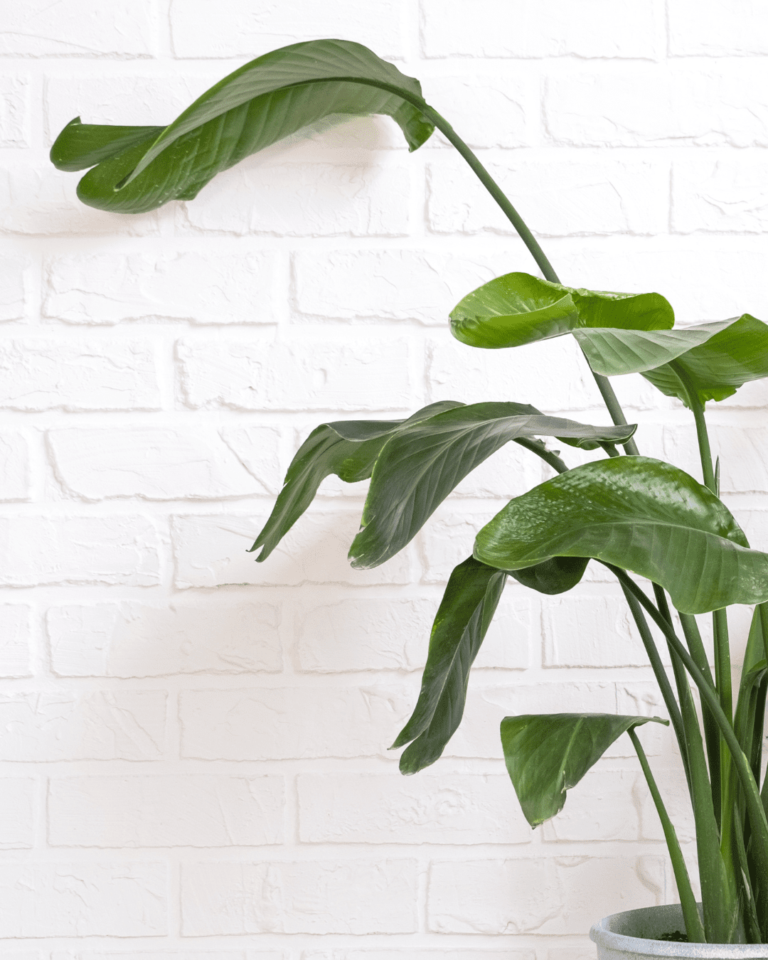 ufopflanzen Ufopflanze | Pilea peperomioides main image 1